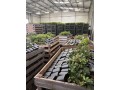 Gospodarstwo Ogrodnicze Global Plants