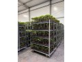 Gospodarstwo Ogrodnicze Global Plants